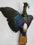 Himalayan Monal also known as Impeyan Pheasant TAXIDERMY