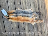 Two, XX LG. Beautiful, NEW tanned RED & GREY Fox, furs/hides/skins, 49 & 44 inches long, Beautiful T