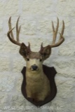 Massive 10-point mule deer on panel with a 23-1/4 inch spread. TAXIDERMY