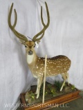 Lifesize Axis Deer in Velvet on Base TAXIDERMY