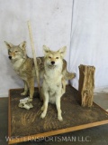 2 Lifesize Coyotes on Base TAXIDERMY
