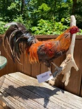 Colorful, Fighting Rooster, New Taxidermy mount, Great colors, and BIG SPURS