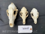 Large Coyote{7x3 1/2 inches}Red Fox,{5 1/2x3 inches}and Grey Fox{4 1/2x2 3/4 inches}(3x$)