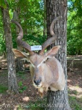 Beautiful Large Kudu Shoulder mount, GREAT Taxidermy, 59 inches tall, 36 inches out from the wall, h