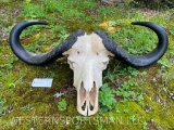 MONSTER Size, 44 inch wide CAPE BUFFALO, Skull, with All teeth, and a heavy duty hanger / Taxidermy