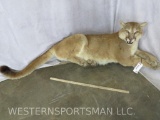REALLY NICE LAYING MOUNTAIN LION TAXIDERMY