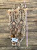 2 Large, NEW, just back from tannery, SOFT, Coyote furs/hides/skins = 56 & 53 inches long 2 X $