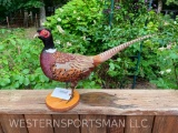 Beautiful standing Pheasant Taxidermy mount, on wood base.