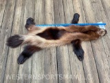 Beautiful - RARE, Taxidermy quality Wolverine , life-size hide or skin, for a mount or rug, all part