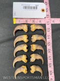Set of 10 Awesome FRONTS Grizzly bear CLAWS, All, are around 3 inches or better long ! Great for Tax