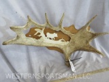 REALLY PRETTY CARVED MOOSE SHED ON PLAQUE TAXIDERMY