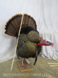 Lifesize Strutting Turkey on Base TAXIDERMY