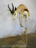 Lifesize Leaping Springbok on Base TAXIDERMY