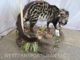 Lifesize Civet Cat on Base TAXIDERMY