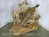 LIFESIZE COYOTE W/PHEASANT IN MOUTH TAXIDERMY
