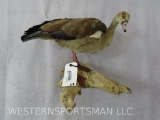 Lifesize Egyptian Goose -NON MIGRATORY TAXIDERMY