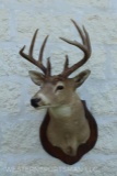 Very attractive 8-point whitetail on panel. Nice specimen with good mass that shows very well!