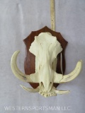 Warthog Skull on Plaque TAXIDERMY