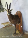 1/2 Body Sable on Plaque TAXIDERMY