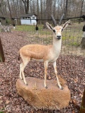 Beautiful and Rare, life-size Indian Gazelle, or 