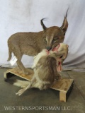 LIFESIZE CARACAL CAT W/SPRINGHARE IN MOUTH TAXIDERMY