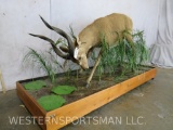 Lifesize Sitatunga on Base TAXIDERMY