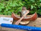 Cute, little Chipmunk, in a canoe, New Taxidermy, 8 inches long x 6 inches tall