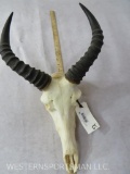 Tsessebe Skull TAXIDERMY
