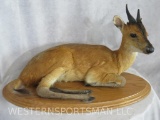 Lifesize Laying Red Duiker TAXIDERMY