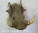 Warthog Sh Mt TAXIDERMY