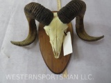 Corsican Sheep Skull on Plaque TAXIDERMY