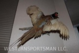 Colorful flying pheasant with unique pose to accent any decor. TAXIDERMY