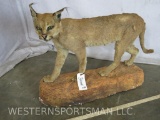 LIFESIZE CARICAL CAT TAXIDERMY