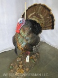 Lifesize Strutting Turkey on Base TAXIDERMY