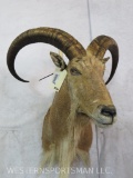 Aoudad Sh Mt TAXIDERMY