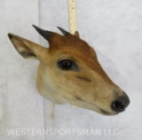 Duiker Sh Mt TAXIDERMY