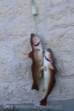 Double redfish stringer. Both are huge skin mounts and 29 inches long. TAXIDERMY