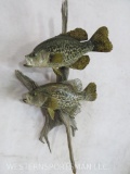 2 REAL SKIN CRAPPIES ON WOOD TAXIDERMY