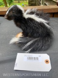 New Taxidermy Baby Skunk, on wood base, 8 inches long x 7 inches wide 6 1/2 inches tall.