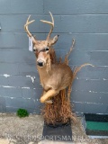 REALLLY Nice 1/2 body 5 point White-tail Deer Taxidermy - NEW mount, on Natural looking base ! 60 in