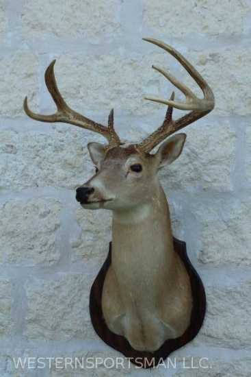 Wide whitetail with 7 points. Spread is 22-1/4 inches. TAXIDERMY