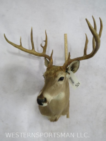 NON TYPICAL WHITETAIL SH MT W/WIDE SPREAD TAXIDERMY