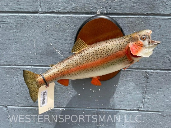 Very Nice Large, REAL SKIN, Rainbow Trout ,fish Taxidermy mount, 18 inches long Beautiful colors