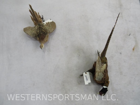 Male and Female Pheasant (2x$) TAXIDERMY