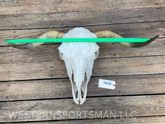 VERY NICE Steer Skull/ no hole/ 36" spread to horn tips, skull is 21" long