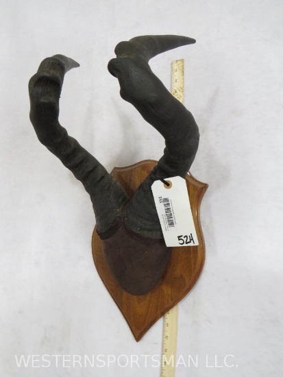 Hartebeest Horns on Plaque TAXIDERMY