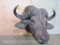 Cape Buffalo Sh Mt TAXIDERMY