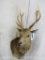 Sika Deer Sh Mt TAXIDERMY