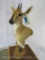 Common Duiker Table Pedestal Mt TAXIDERMY