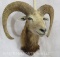 Red Sheep Sh Mt TAXIDERMY